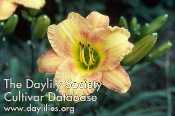 Daylily Cinnamon Roll
